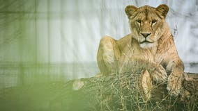 Man mauled to death by lion after climbing into zoo enclosure