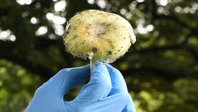 California warns of dangerous spike in mushroom poisonings