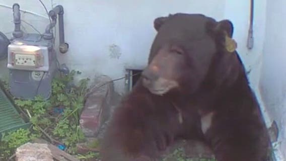 Bear lives rent-free under crawl space at Altadena home