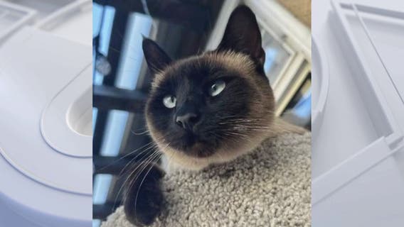 Lakewood woman says delivery driver stole her cat