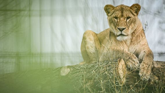 Man mauled to death by lion after climbing into zoo enclosure