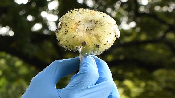 California warns of dangerous spike in mushroom poisonings