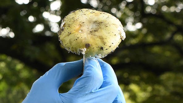 California warns of dangerous spike in mushroom poisonings