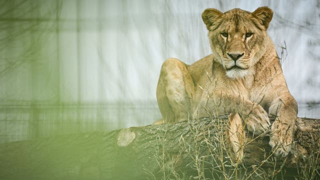Man mauled to death by lion after climbing into zoo enclosure