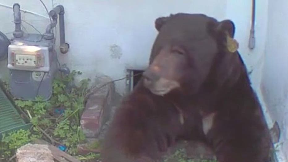 Bear lives rent-free under crawl space at Altadena home | FOX 11