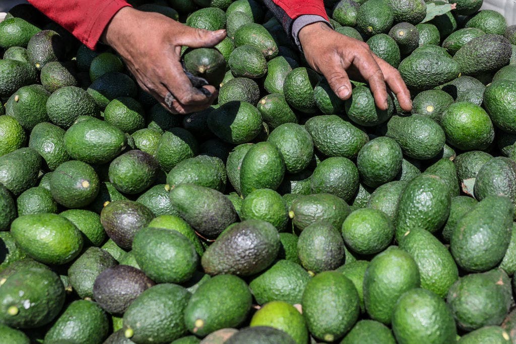 Ventura County's biggest avocado company is buying its top rival