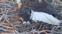 Big Bear bald eagle live cam: Jackie and Shadow welcome first two eggs of 2026
