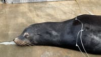 Sea lion recovering after being found with two bullets in his head