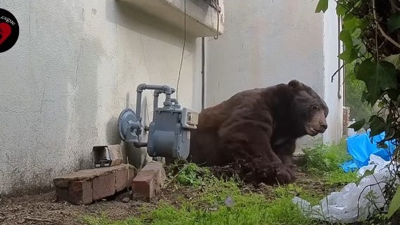 500-pound bear finally evicted from Altadena home after living in crawl space
