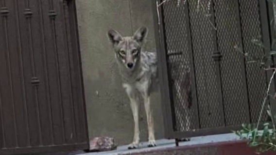 Coyote alert: Here's why sightings are increasing across Southern California