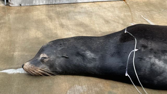 Sea lion recovering after being found with two bullets in his head