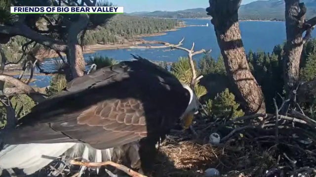 Big Bear bald eagles Jackie and Shadow lose both eggs after raven attack