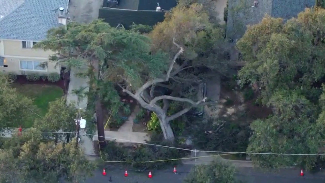 Rotting oak tree crushes cars, damages Pomona homes