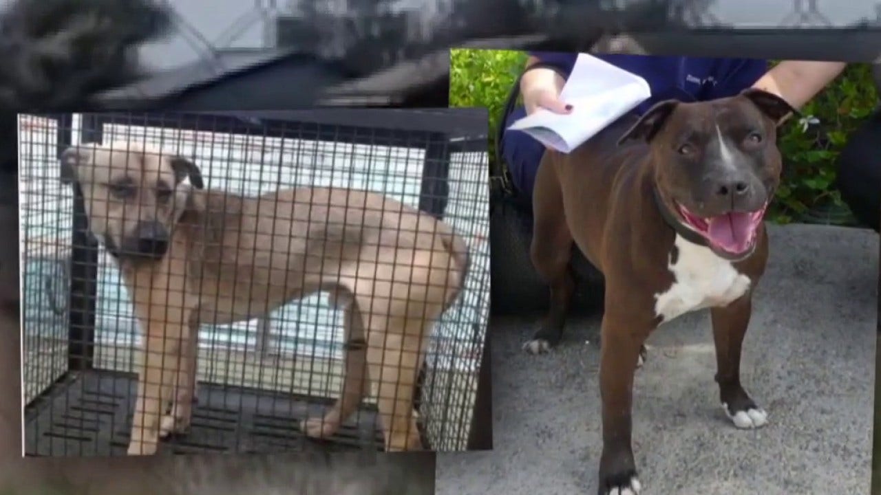 Nearly 100 dogs seized from California animal shelter euthanized; Rescuers warn suspect may get probation