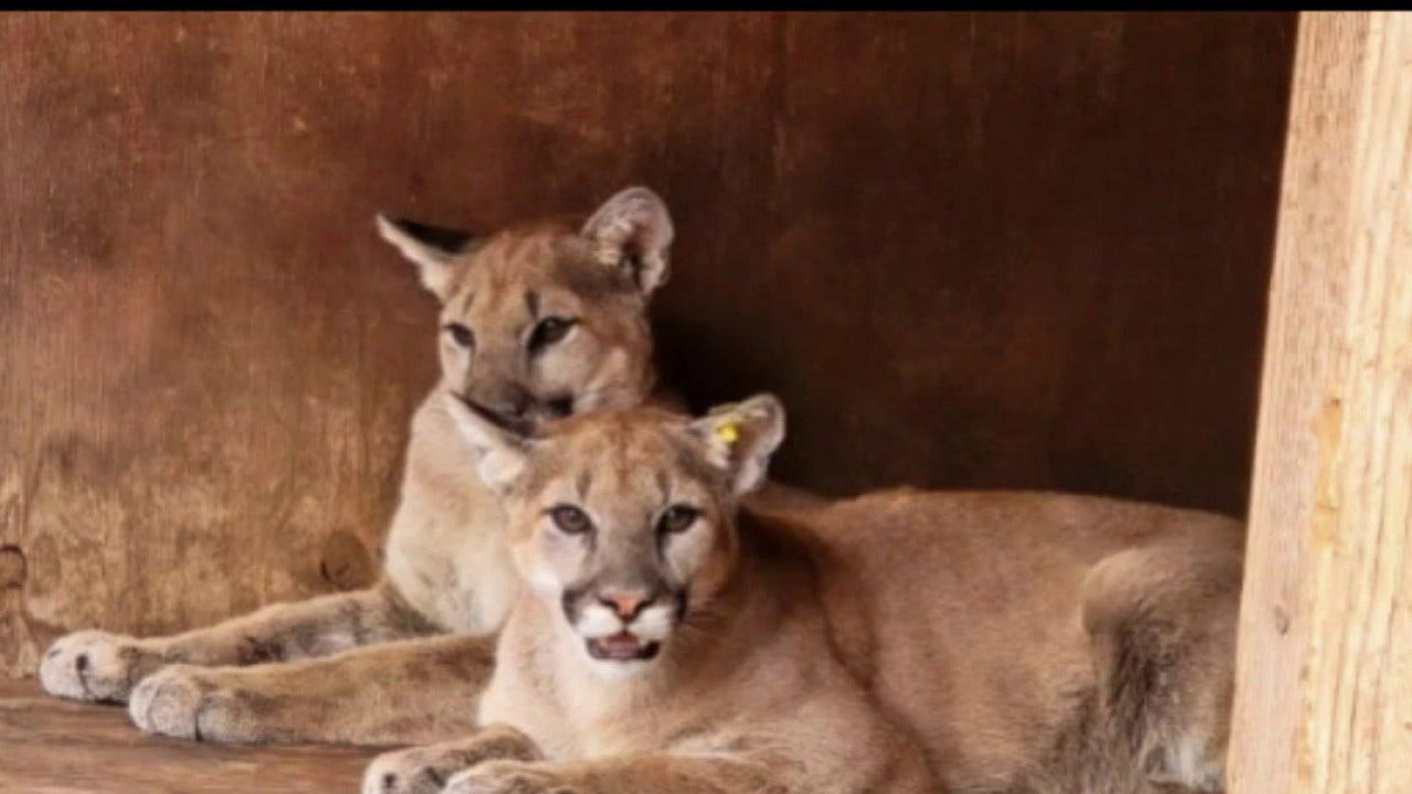 California designates coastal mountain lions as threatened species