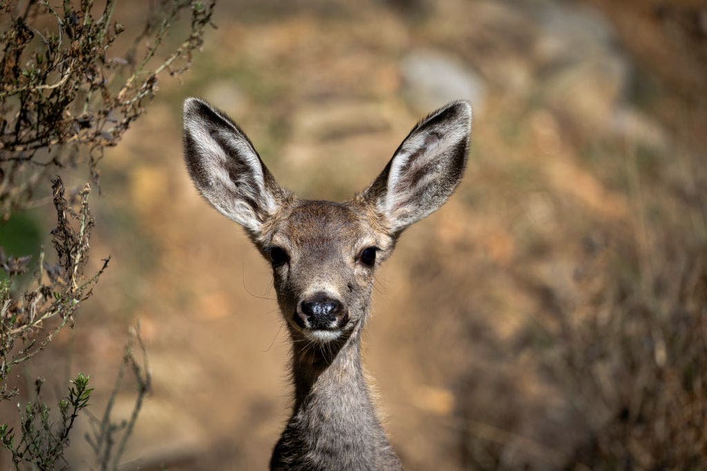 California approves controversial plan to wipe out Catalina Island’s deer herd