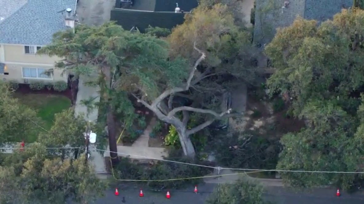 Rotting oak tree crushes cars, damages Pomona homes