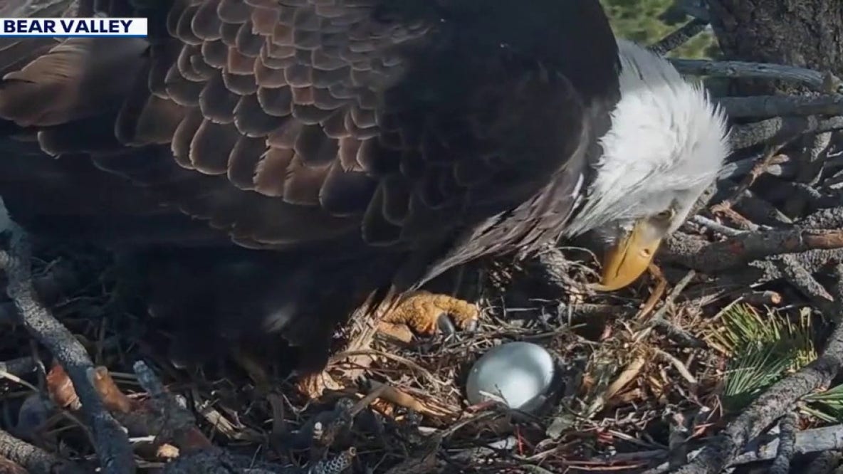 Jackie and Shadow eagle cam: Big Bear's beloved bald eagles welcome new egg after nest tragedy