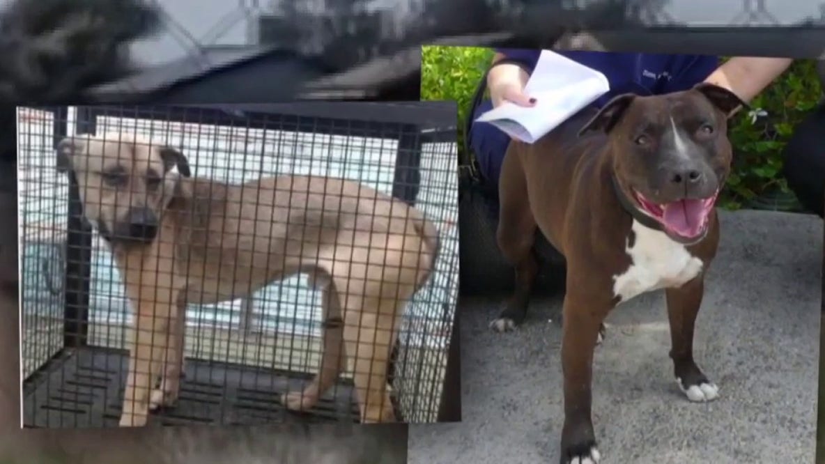 Nearly 100 dogs seized from California animal shelter euthanized; Rescuers warn suspect may get probation