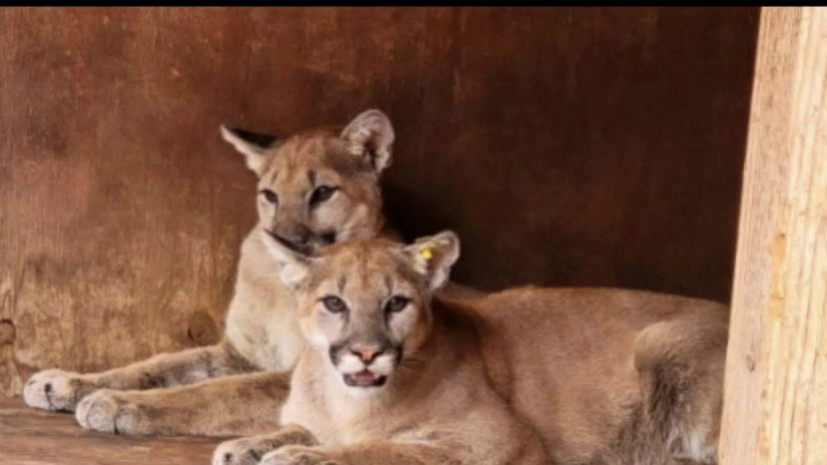 California designates coastal mountain lions as threatened species
