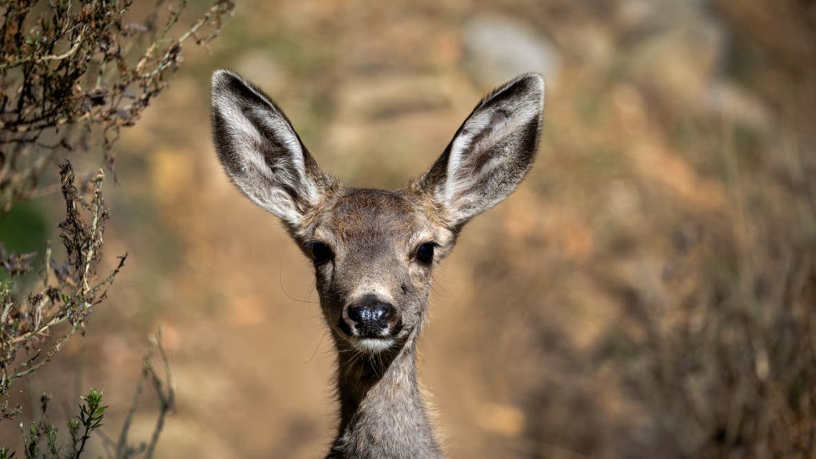California approves controversial plan to wipe out Catalina Island’s deer herd