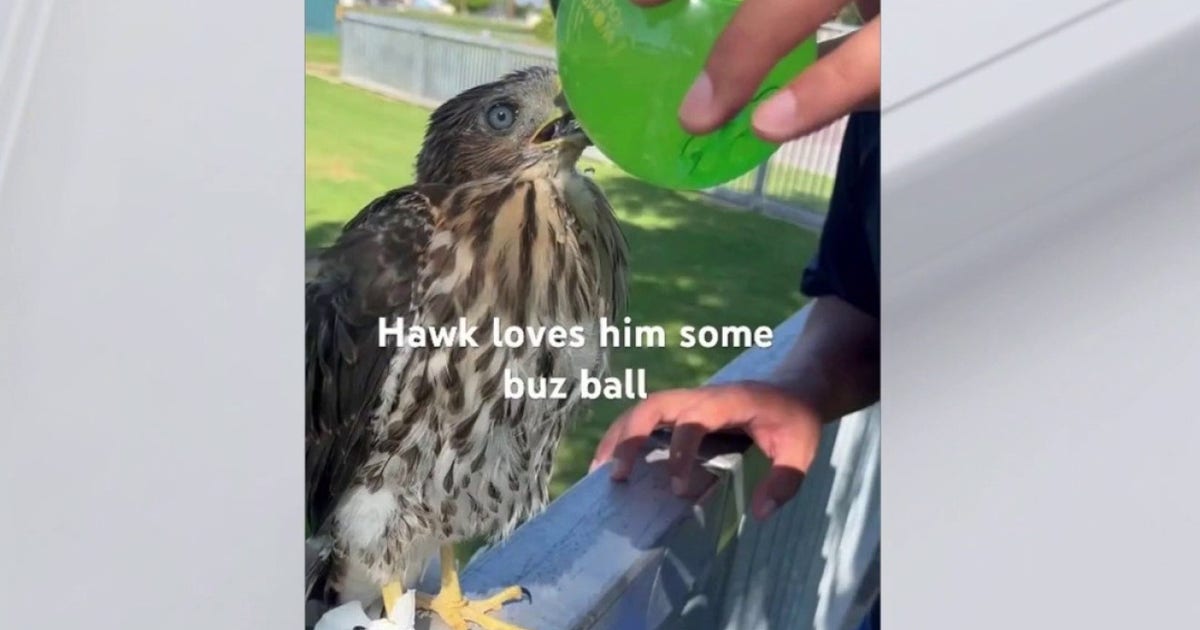 California man sentenced for giving alcohol to baby hawk