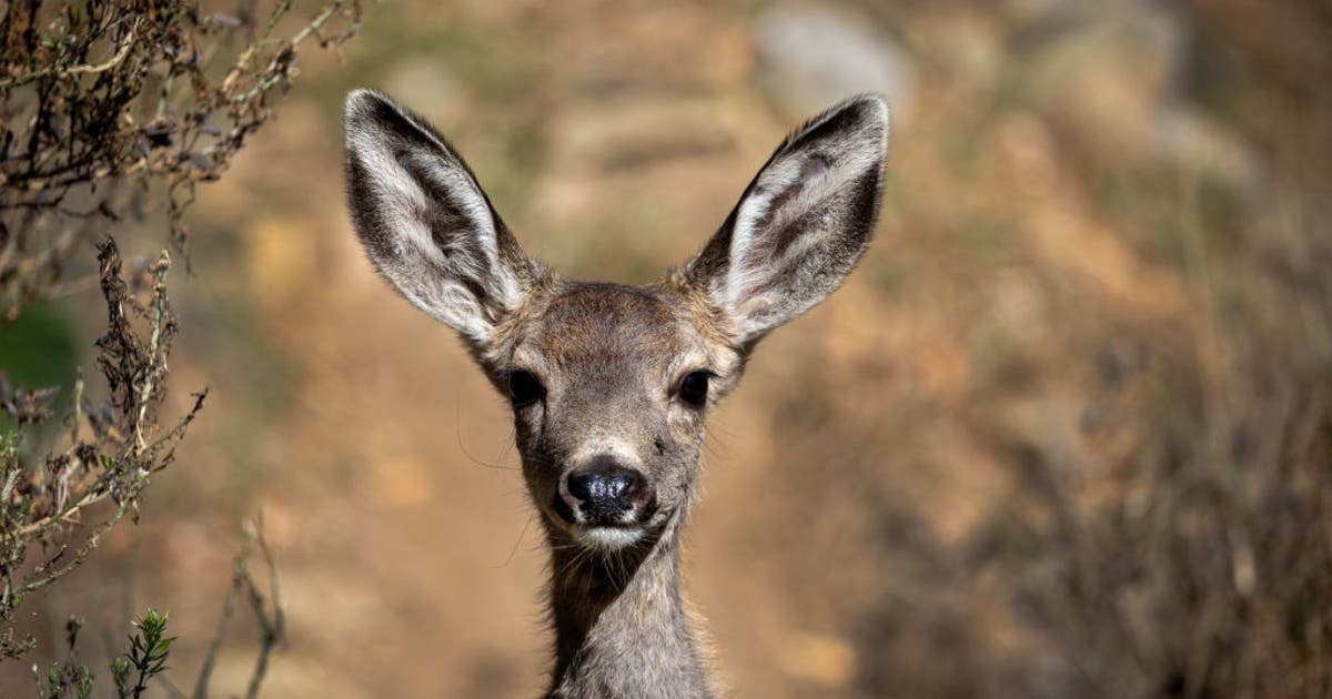 California approves controversial plan to wipe out Catalina Island’s deer herd