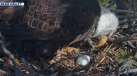 Jackie and Shadow eagle cam: Big Bear's beloved bald eagles welcome new egg after nest tragedy