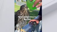 California man sentenced for giving alcohol to baby hawk