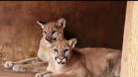 California designates coastal mountain lions as threatened species