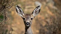 California approves controversial plan to wipe out Catalina Island’s deer herd