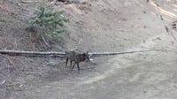 Gray wolf spotted in LA County for first time in 100 years