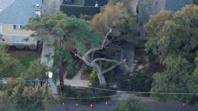 Rotting oak tree crushes cars, damages Pomona homes