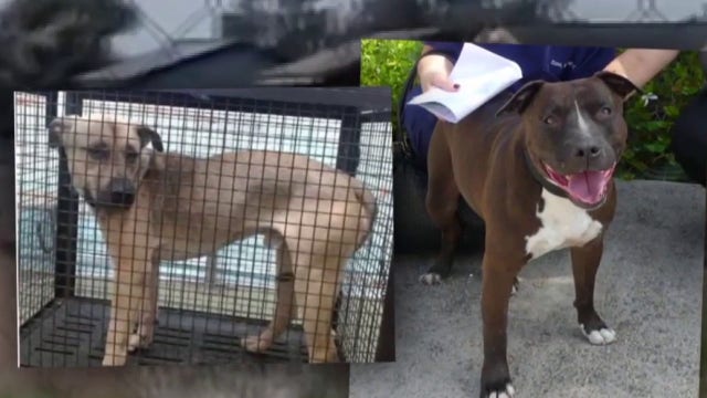 Nearly 100 dogs seized from California animal shelter euthanized; Rescuers warn suspect may get probation