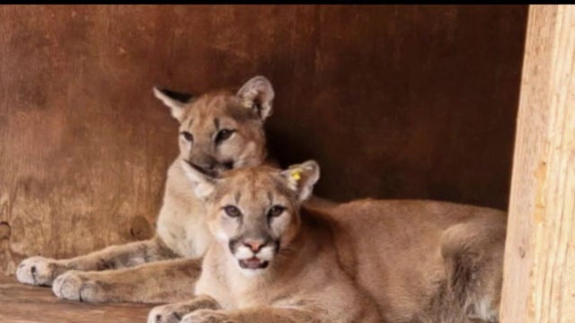 California designates coastal mountain lions as threatened species