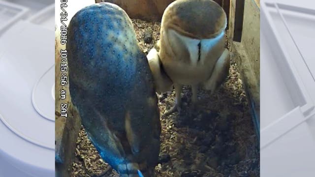 Shadow Hills couple’s barn owl box draws global fanbase