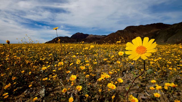 Death Valley’s rare 2026 wildflower bloom: Everything you need to know