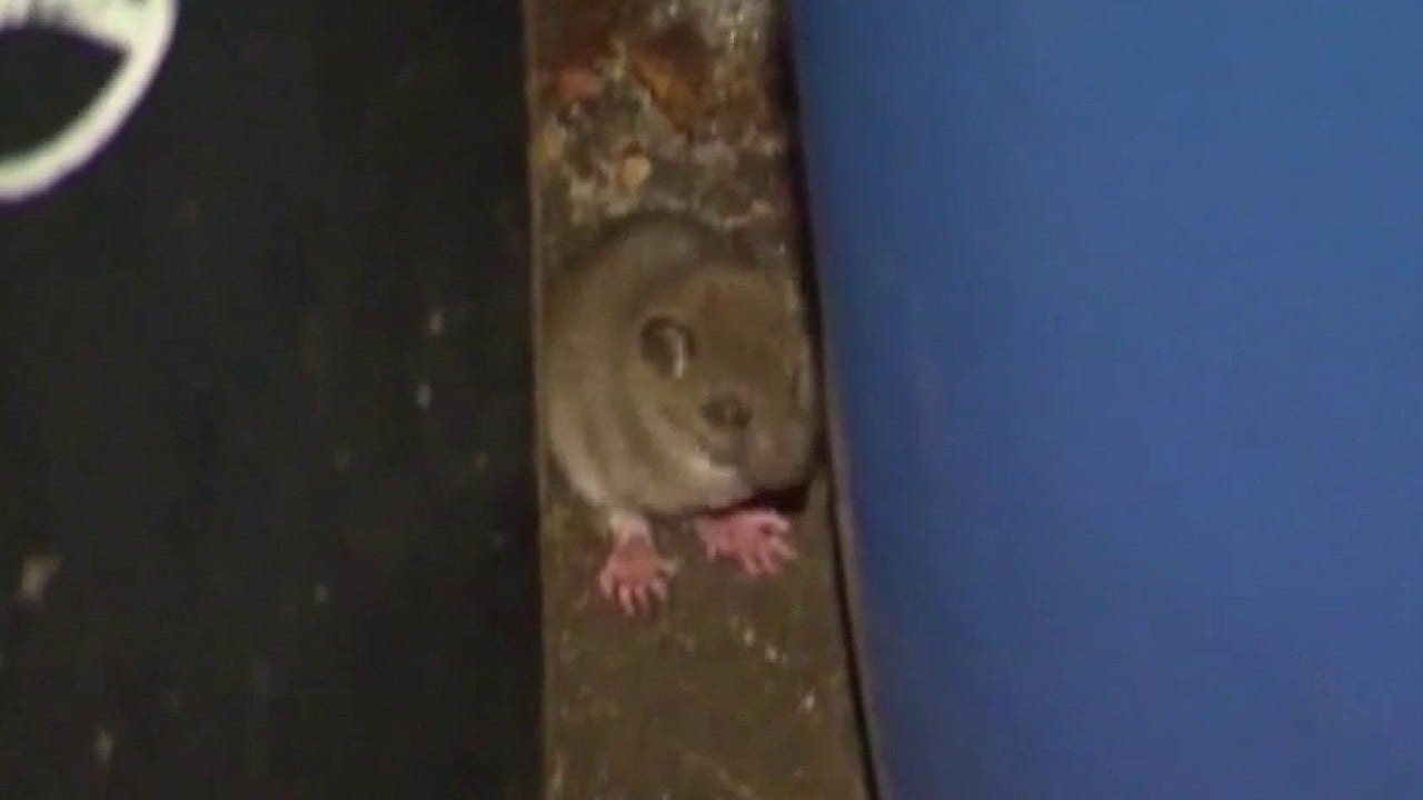 Rats chewing through car wiring, causing thousands in damages