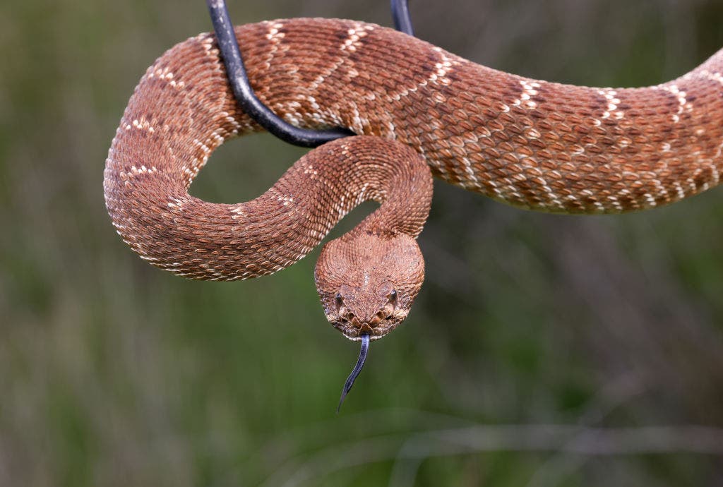 2nd rattlesnake bite death reported in Southern California amid early spring surge