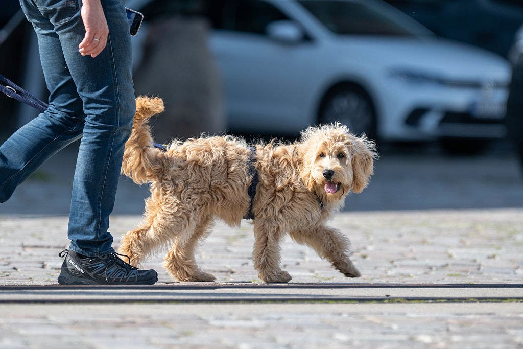 Dangerous heat: Simple ways to keep your dog safe