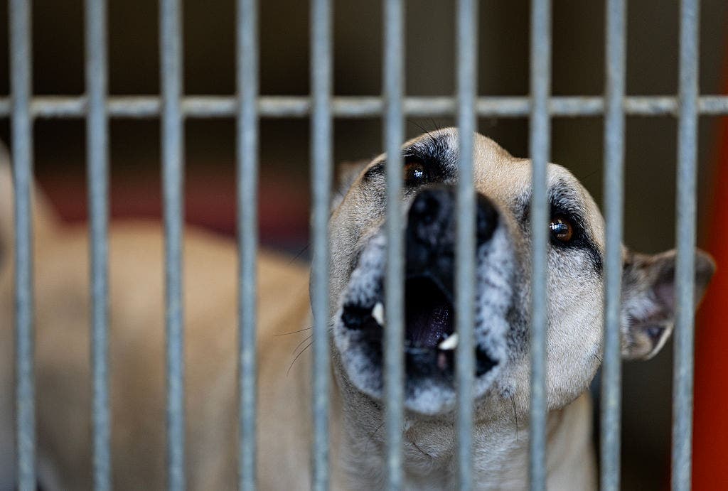 Mother dies shielding her child from three dogs