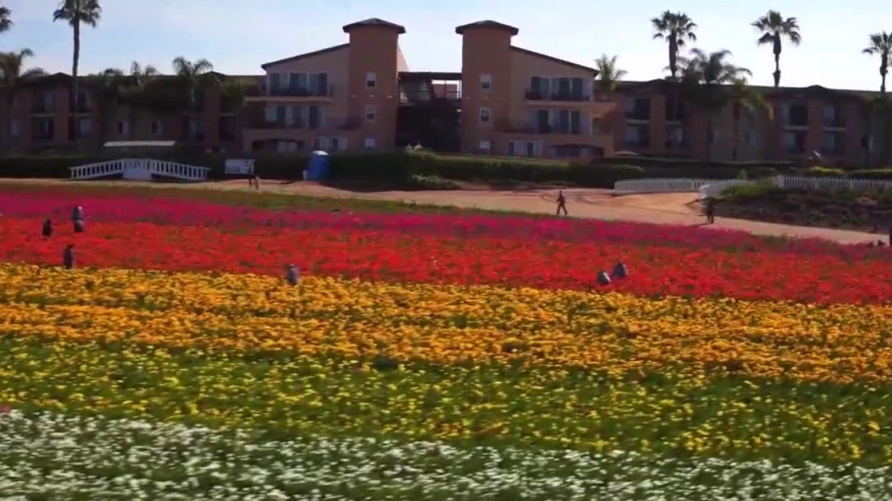 Spring blooms early at Carlsbad Flower Fields for 2026 season