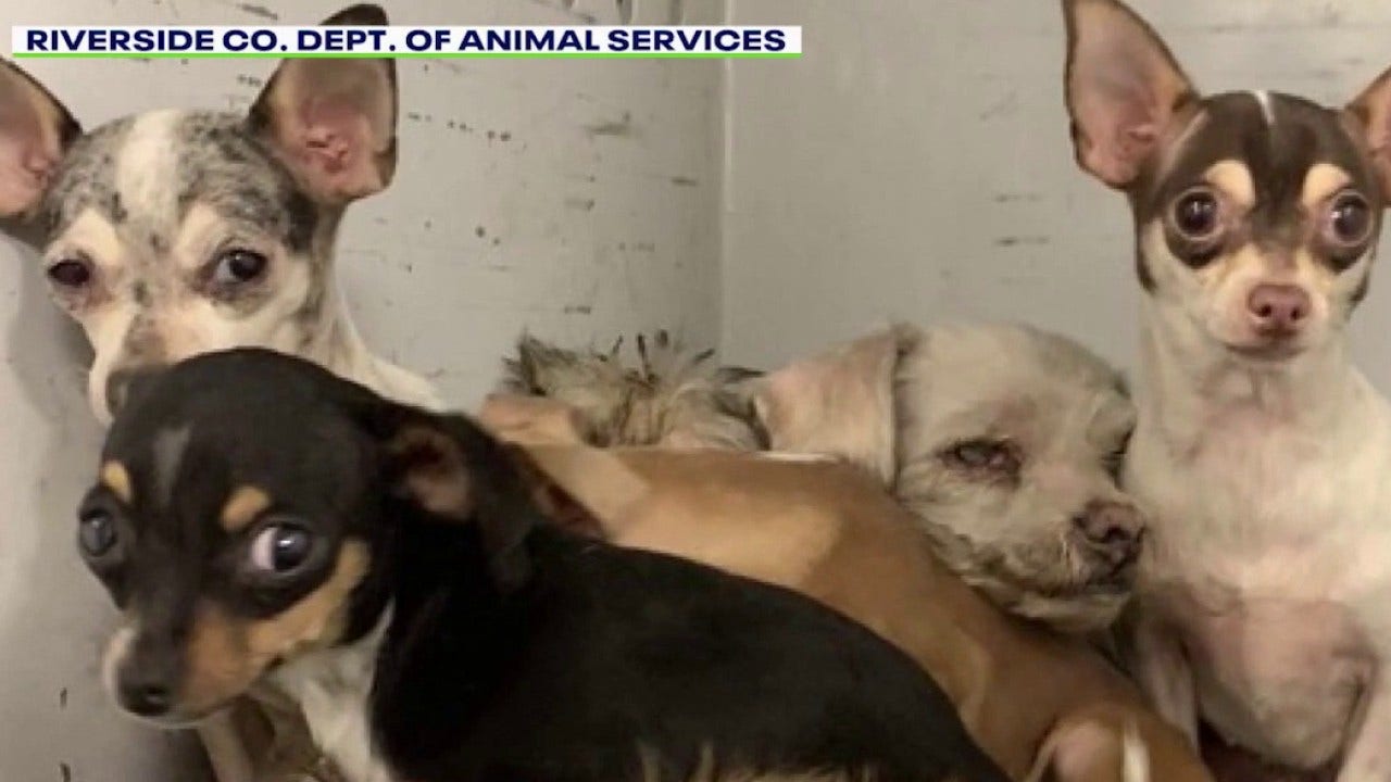Over 60 dogs rescued from Riverside County house fire up for adoption