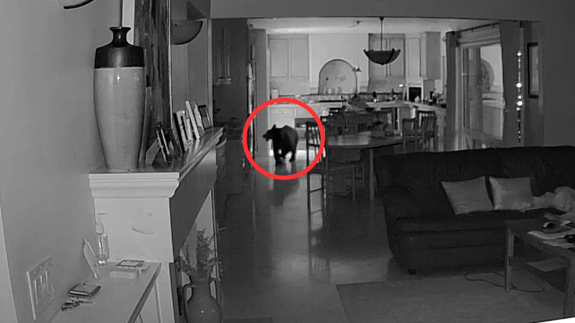 'Surreal' security footage captures young bear rummaging through Claremont kitchen