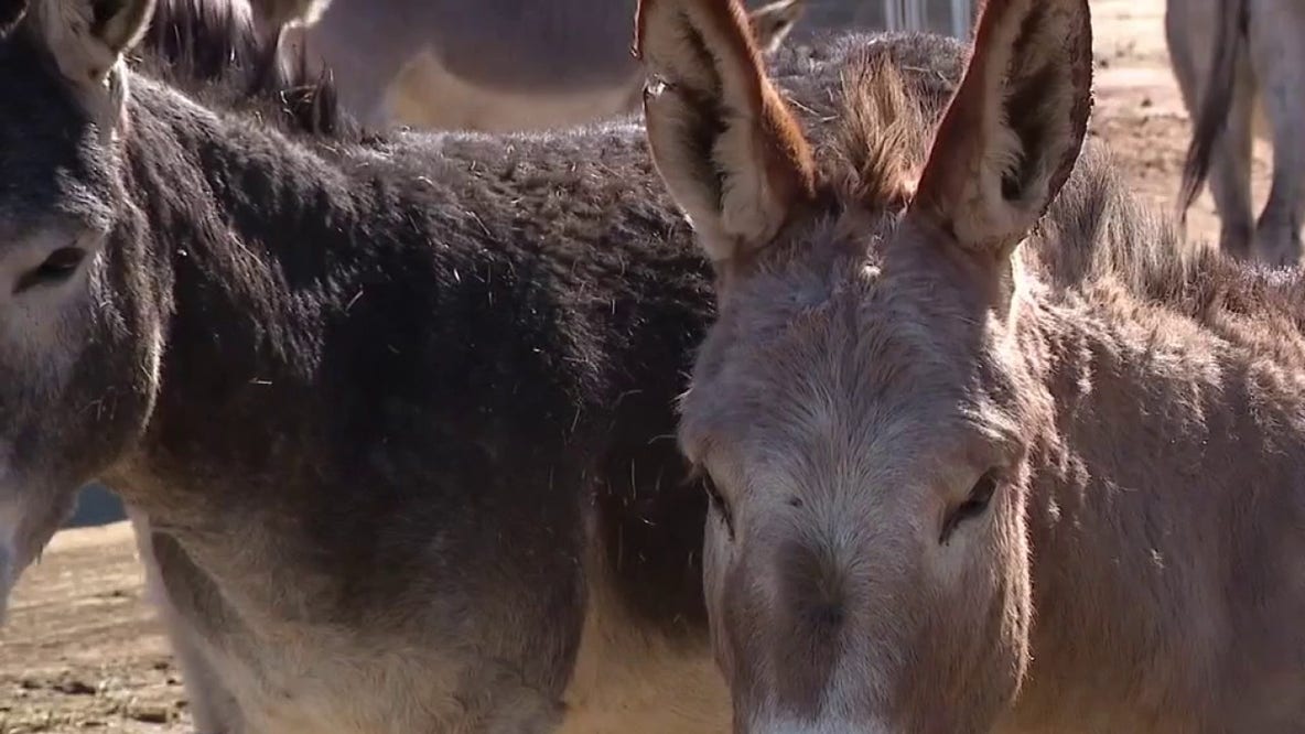 $50,000 reward offered as Riverside donkey killings reach 'horrific' new peak