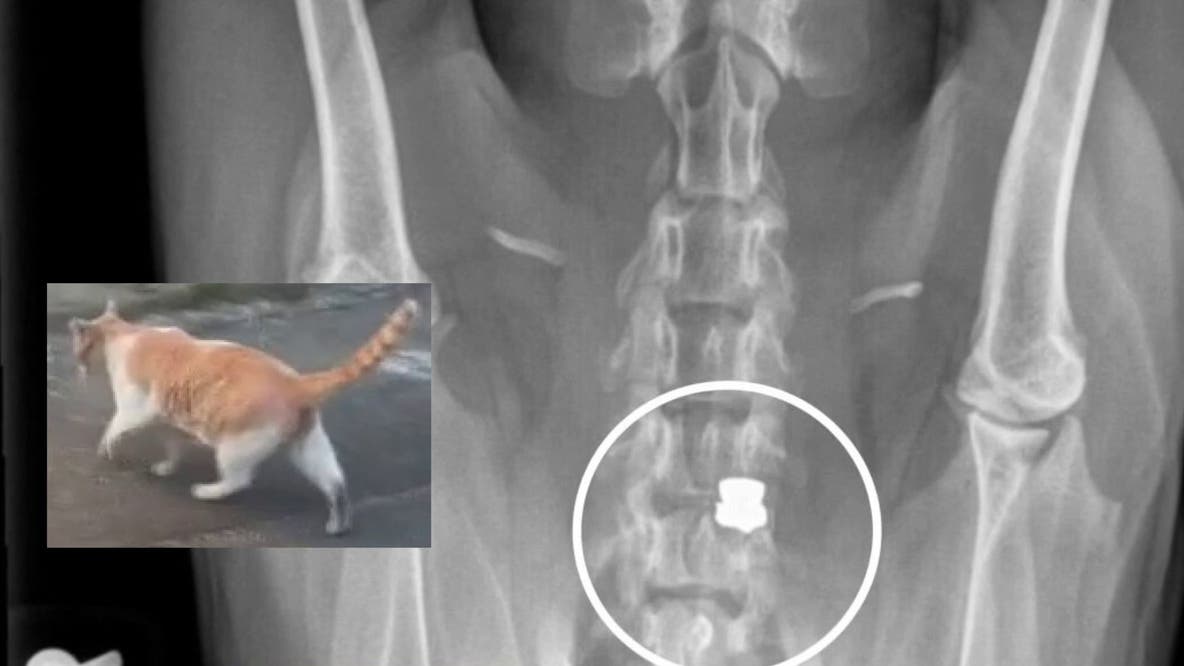 Animal advocates raise alarm over abuse cases involving dogs, cats in South Los Angeles