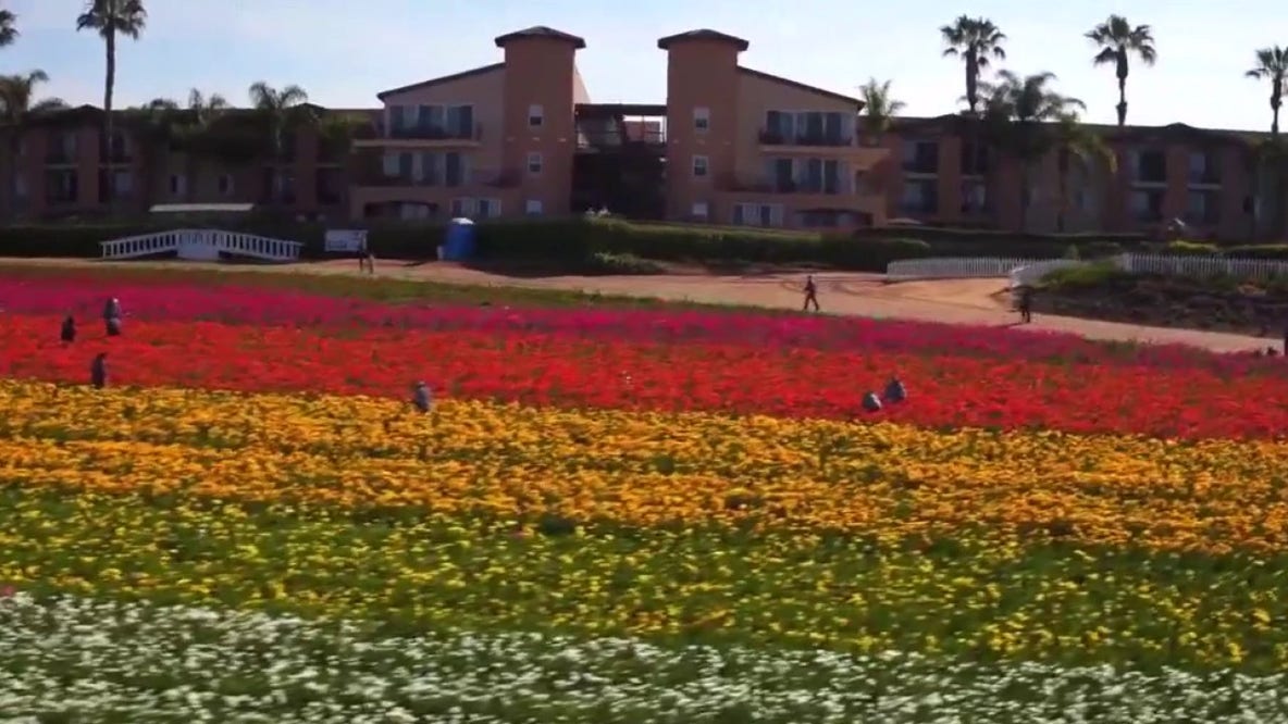 Spring blooms early at Carlsbad Flower Fields for 2026 season