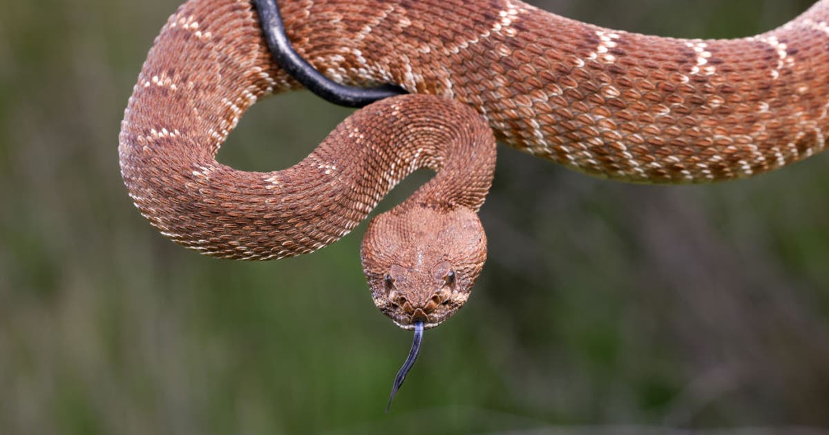 2nd rattlesnake bite death reported in Southern California amid early spring surge