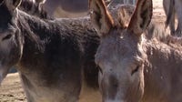 $50,000 reward offered as Riverside donkey killings reach 'horrific' new peak