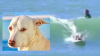 Surfing therapy dog battling cancer